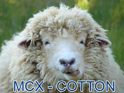 mcx cotton