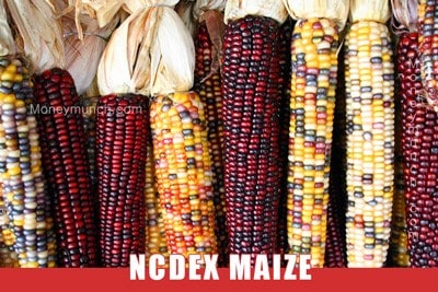 ncdex maize tips