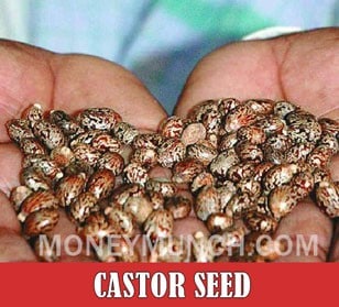 ncdex castor seed tips image