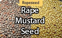 ncdex rape mustard seed