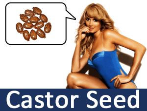 ncdex-commodity-castor-seed