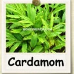 mcx cardamom tips