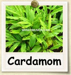 mcx cardamom tips