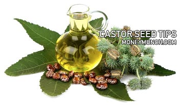 castor seed tips